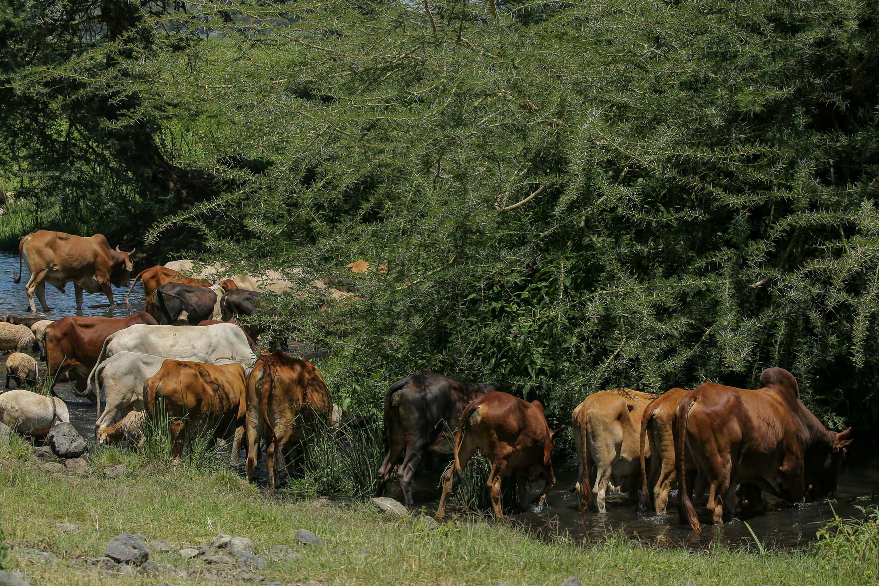 Livestock farming with cattle grazing and managed feed systems